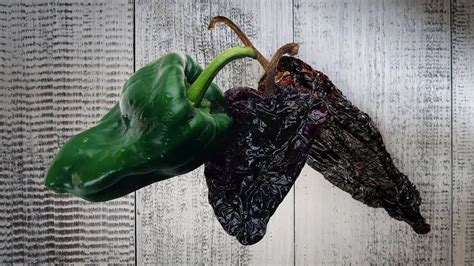 are pasilla peppers similar to poblano